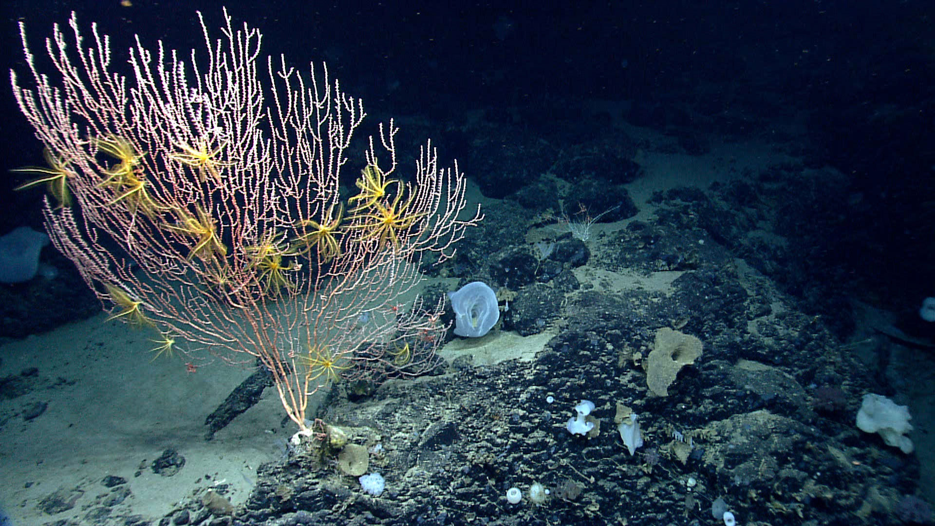 Biome Deep sea floors biome Global Ecosystem Typology