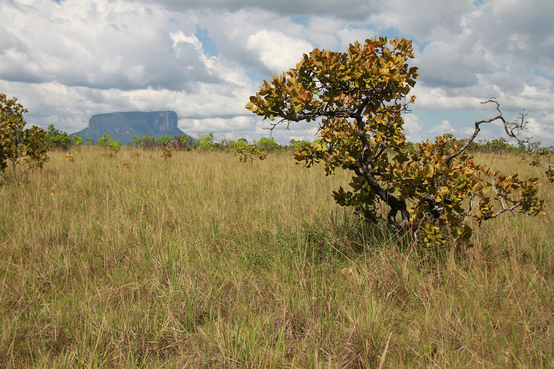 Spiny plants, mammal browsers, and the origin of African savannas | PNAS, image size:1920x1280